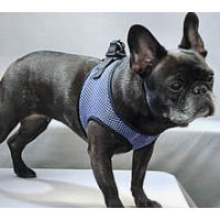 Dax the French Bulldog is cool and comfortable in the Net fabric of the EZ Wrap Harness for small dogs.