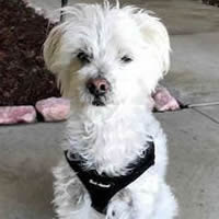 Louie, the cute little fuzzy white dog finds the over-sized armholes comfortable on the Small EZ Wrap Harness.