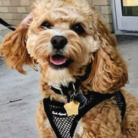 Louie the Poodle mix wears the EZ Wrap Harness for small dogs by Bark Appeal