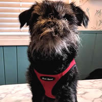 Brussels Griffon Tango wearing the EZ Wrap Harness in Red Mesh - the easiest step-in harness, and most comfortable for your small dog.