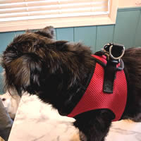 Tango (Brussels Griffon) wearing the Red Mesh EZ Wrap Harness - this side view illustrates how far back the harness is from Tango's throat area. No choking.