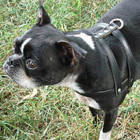 Ceilidh, Boston Terrier, wears the updated classic standard H-Style Harness.