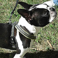 Padded Y-Harness by Hurtta for Small Dogs at Golly Gear