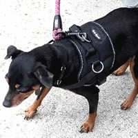 The Reflective No-Pull Harness redirects your small dog's pulling with no choking.