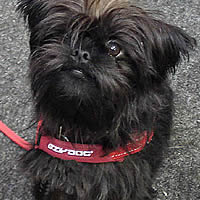 Front view of Moji the Affenpinscher in the X Small Red Quick-Fit Harness.
