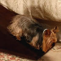 Chocolate colored Royal Ramp for little dogs, 14 inches