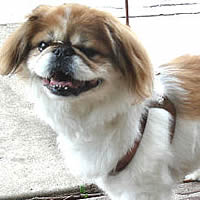 Baxter the Japanese Chin wears the natural leather Choke-Free Shoulder Collar Harness.