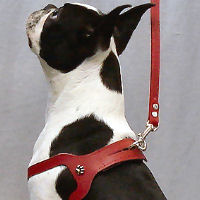 You can see how far back the leash ring is on the Choke-Free Shoulder Collar Harness. No choking!