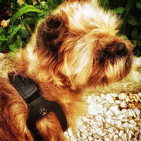 Etta the Brussels Griffon wears the natural leather Choke-Free Shoulder Collar step-in Harness for small dogs