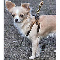 Maddy the Chihuahua wears the Shoulder Collar Harness in Bronze.