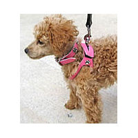 Madie the apricot Poodle is showing off the Choke-Free Shoulder Collar Harness in pink!
