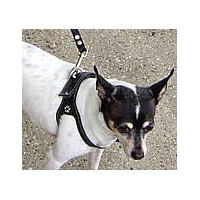Oscar the Black & White Rat Terrier wears the Black Choke-Free Shoulder Collar Harness.