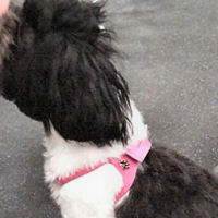 Taffy the Shih Tzu is pretty and safe in the Pink Choke-Free Shoulder Collar Harness!