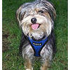 Puppia Soft Harness for small dogs clearance sale