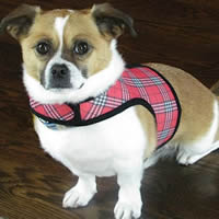 Ace, the Corgi mix, wears the Wrap-N-Go Harness in Red Plaid.