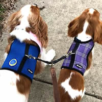 BJ and Toby, Cavalier King Charles Spaniels, are each comfortable in their Wrap-N-Go Harnesses.