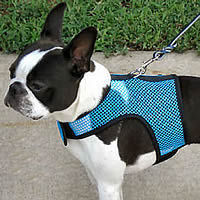 Booker, Boston Terrier, wearing the Net Wrap-N-Go Harness. Notice how you can see his markings through the fabric.