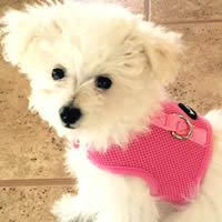 Toy Poodle Coco in the Velcro Wrap-N-Go small dog harness from Golly Gear