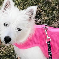 Daisy the West Highland White Terrier is pretty in the pink Wrap-N-Go Harness. No escape and no choke for this small dog!