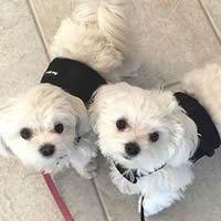 Dash and Diamond are wearing matching Black Mesh Wrap-N-Go Harnesses by Bark Appeal. The harnesses are super-easy to put on!