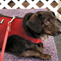 Dolly the famous blogging Dachshund came into Golly Gear for a Red Mesh Wrap-N-Go Harness. She's comfortable, and her mom finds it easy to put on.
