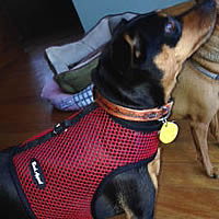 Harley the Miniature Pinscher is safe but cool in his Red Net Wrap-N-Go Harness by Bark Appeal at Golly Gear.