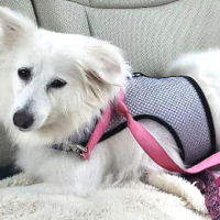 Pretty Lola is lounging in the Lavender Net Wrap-N-Go Harness. This harness is so comfortable that she was wearing it even after her dental surgery.