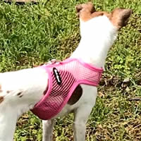 Lucy is cool and comfy in the Net Small Pink Wrap-N-Go Harness.