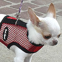 Melody the tiny Chihuahua is wearing the Red Net Wrap-N-Go Harness at Golly Gear. She's adorable and can't escape!