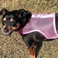 Minnie the Min Pin is cool in the Net Wrap-N-Go Harness.