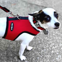 Riley is wearing the Red Mesh Wrap-N-Go harness with the matching leash. Riley is a former Houdini!
