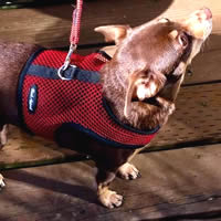 Taz the Chihuahua is handsome and comfortable in his escape-proof Wrap-n-Go Harness!