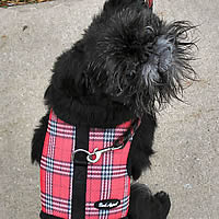 The leash fastens far back, which distributes any leash pressure over the back and chest. Tango is wearing the Red Plaid Wrap-N-Go Harness.