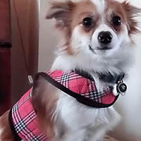Twiggy in the escape-proof Wrap-N-Go Harness for small dogs.