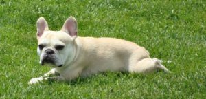 Fawn French Bulldog lying in grass