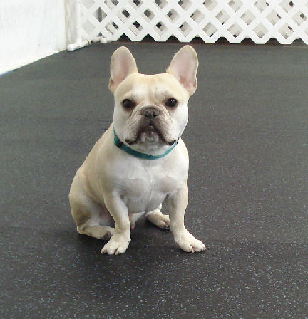 Picture of a fawn French Bulldog to illustrate dog birthdays