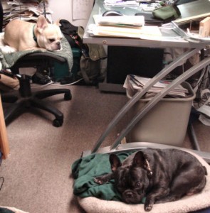 Teddy (in the chair) and Torque hard at work.