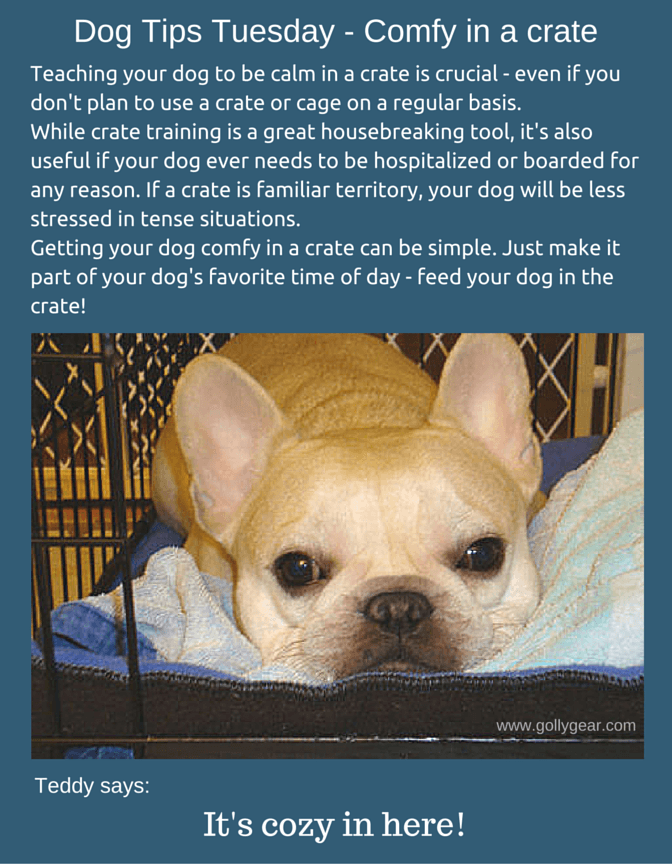 2016March8DogTips_CrateTrain