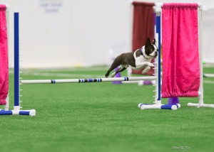 Booker the Boston Terrier jumping at an agility trial