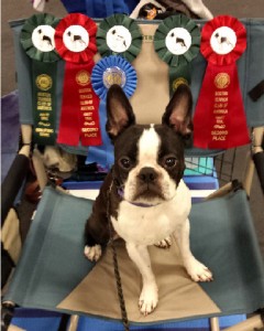 Booker the Boston Terrier at the Boston Terrier National Performance Specialty