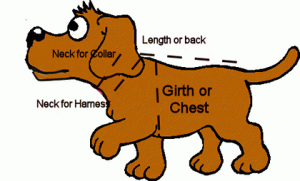 Where to measure your dog