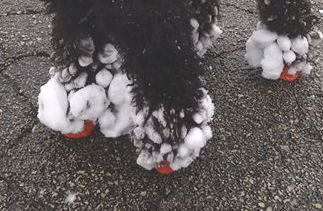 Dog life hack - Stop the fur snowballs on your dog - GollyGear Blog