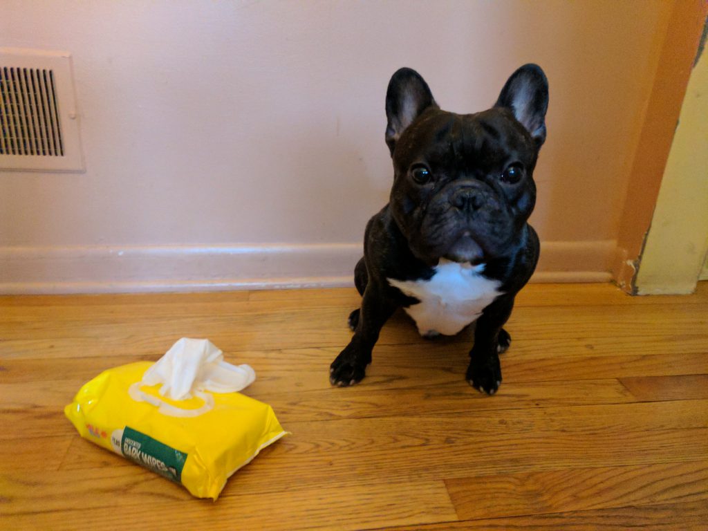 Picture of a French Bulldog next to a package of baby wipes to illustrate weather woes for dogs