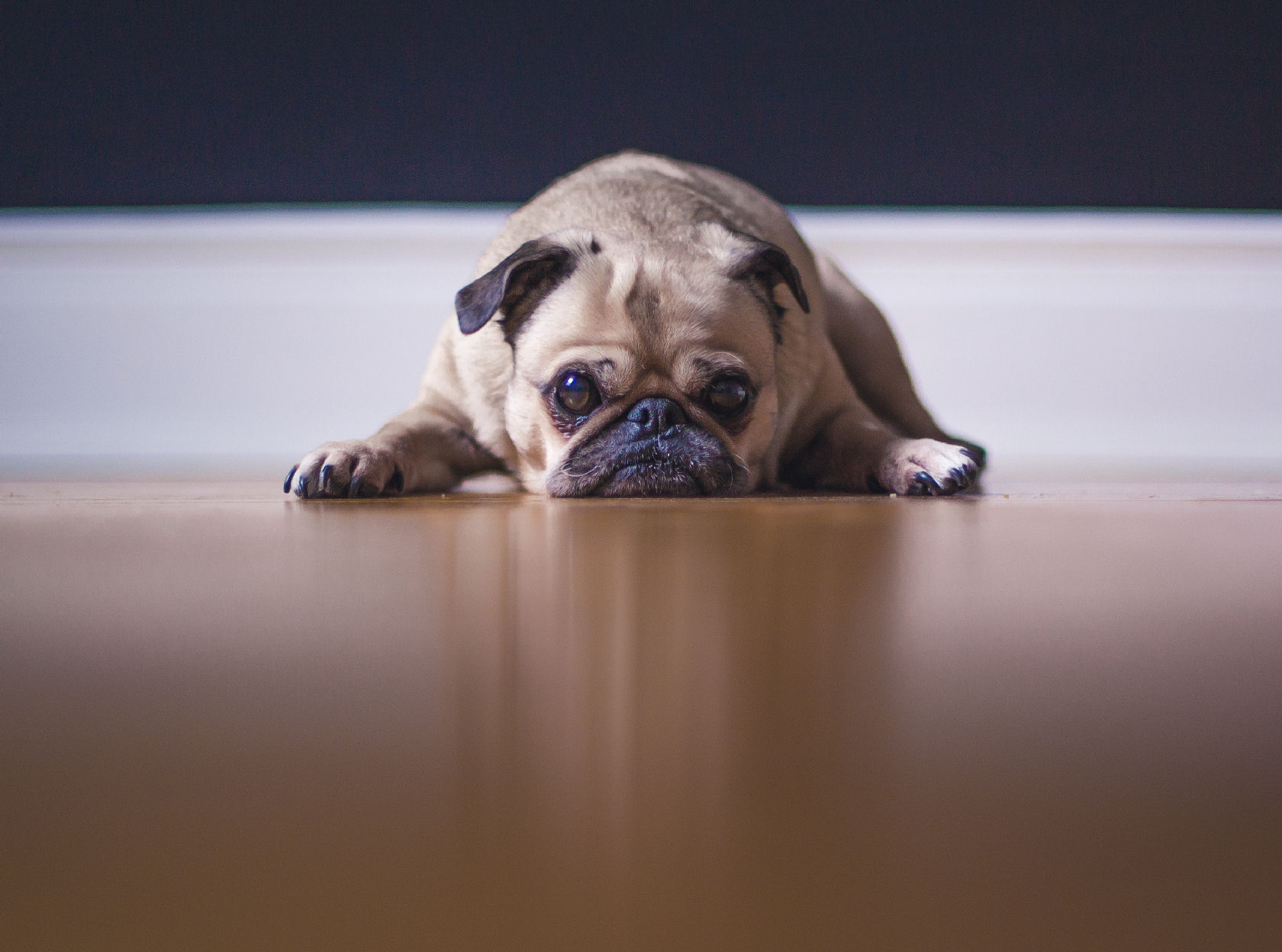 Is your dog bored? - GollyGear Blog