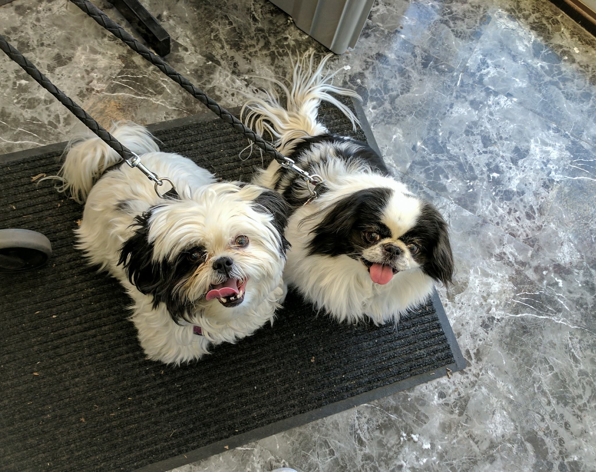 what are the best leashes for shih tzu puppies