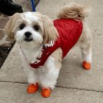 How to get your dog to love Pawz boots - GollyGear Blog