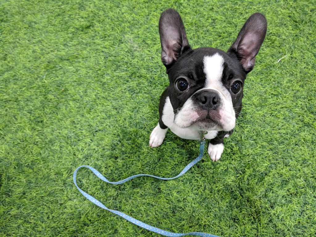 Simon, a five-month old Boston Terrier naughty puppy