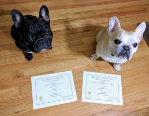 French Bulldogs posing with title certificates adding to the dog names
