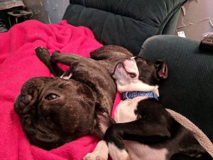 French Bulldog and Boston Terrier puppy cuddling