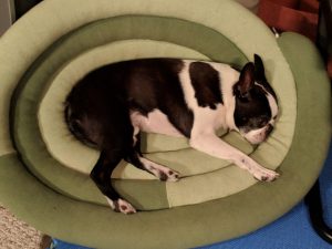 Boston Terrier lying in a dog bed.